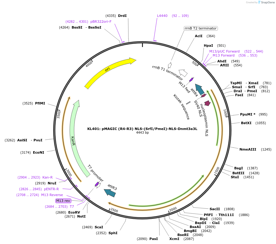 121840-plasmid-map-sequence-id-237394