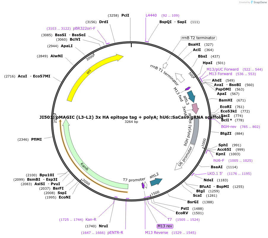 121841-plasmid-map-sequence-id-237395