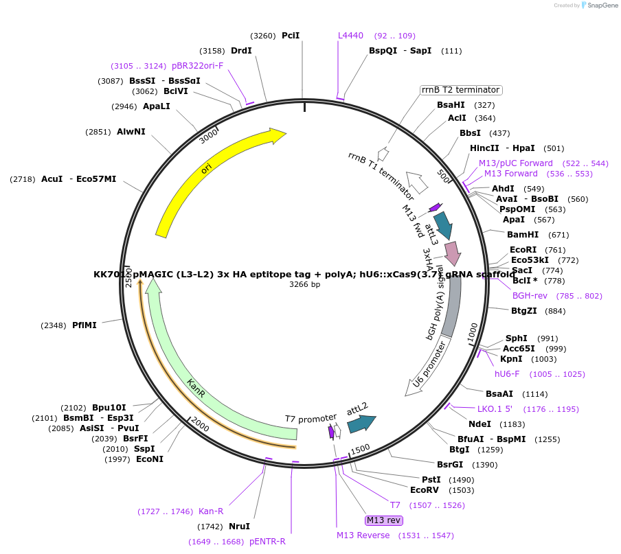 121842-plasmid-map-sequence-id-237396