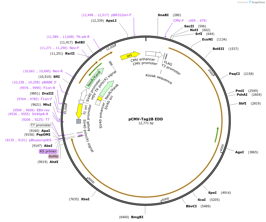 37188-plasmid-map-sequence-id-237397