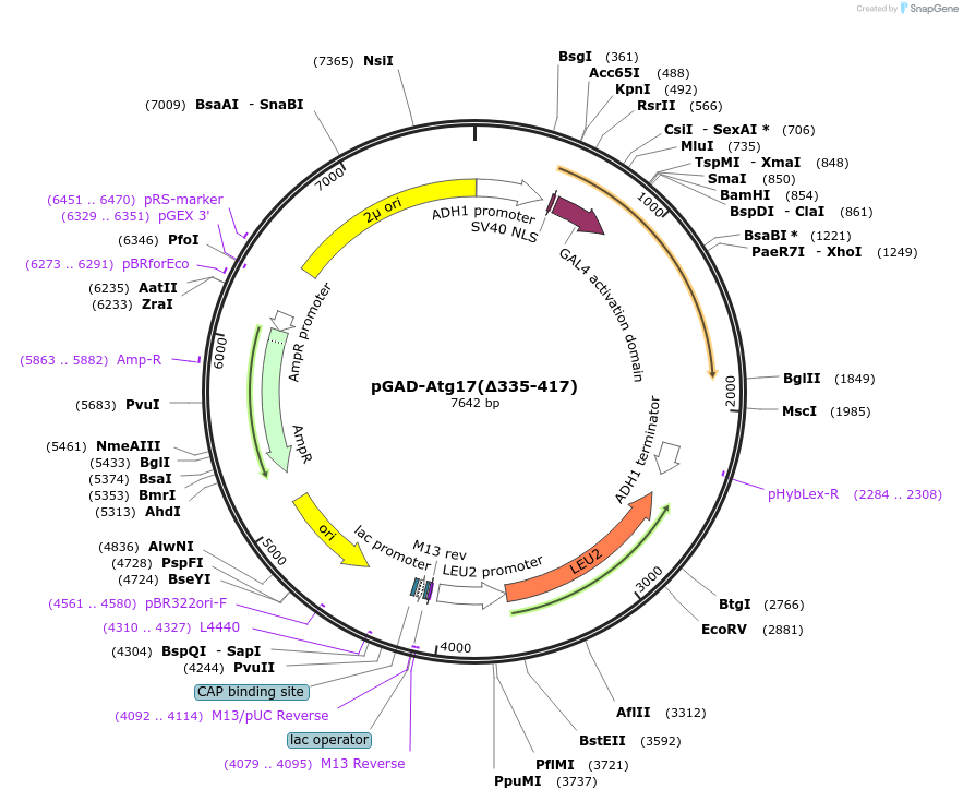 121525-plasmid-map-sequence-id-237452