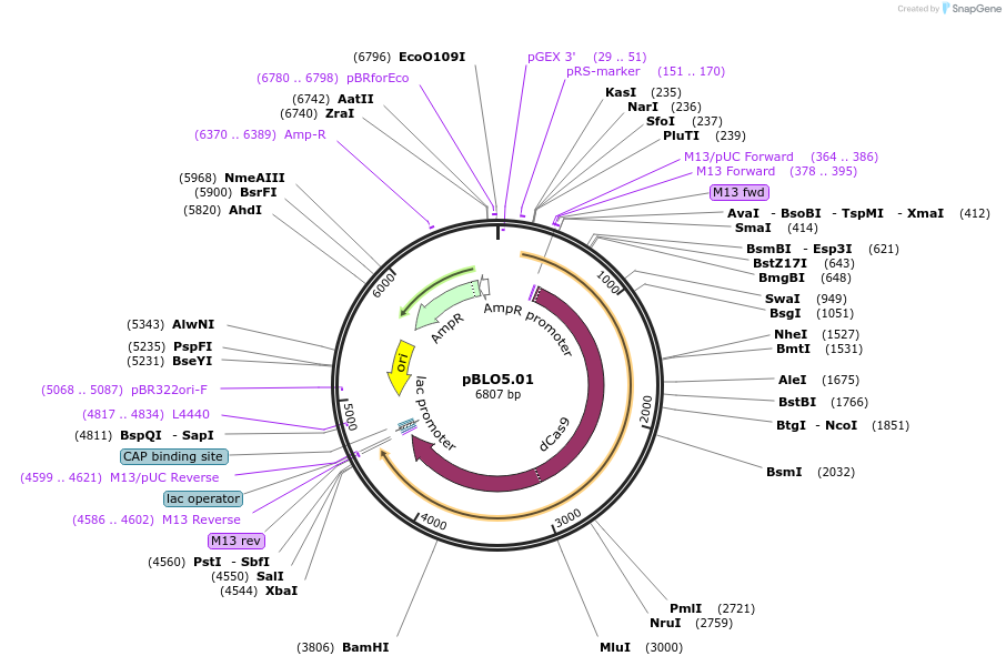 121418-plasmid-map-sequence-id-237453