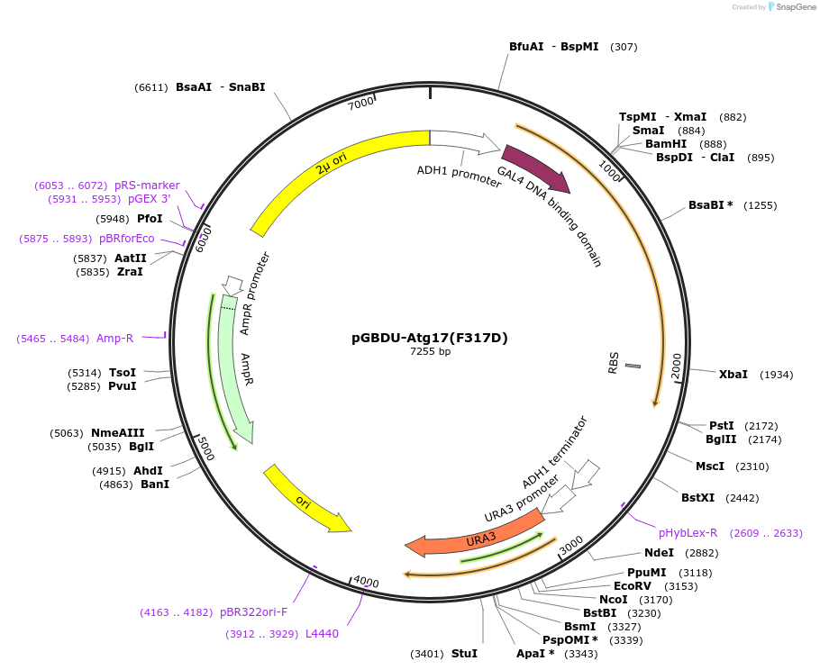 121396-plasmid-map-sequence-id-237454