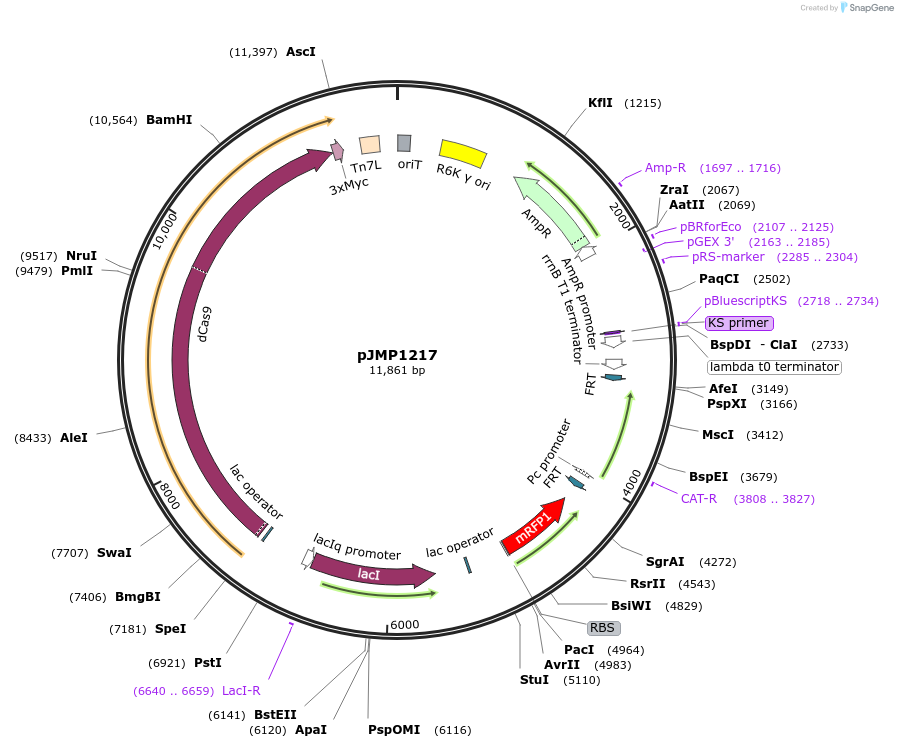 119258-plasmid-map-sequence-id-237465