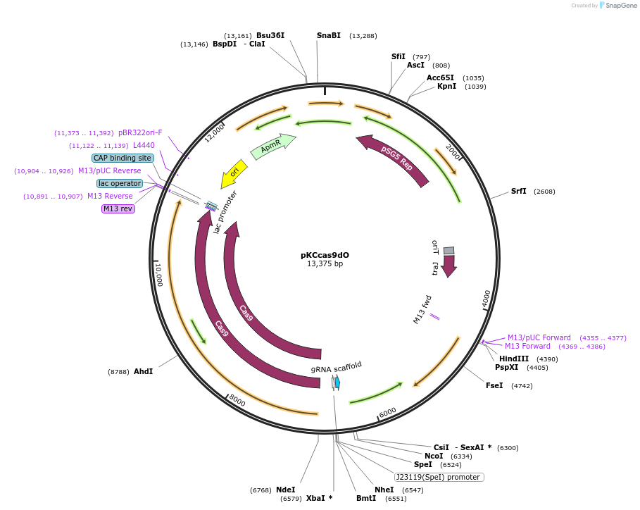 62552-plasmid-map-sequence-id-237466