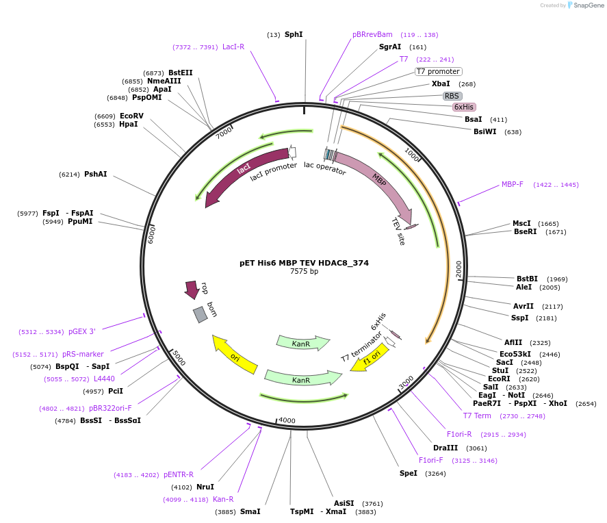122174-plasmid-map-sequence-id-237469