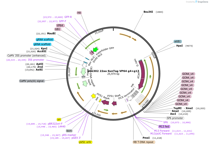 120252-plasmid-map-sequence-id-237470