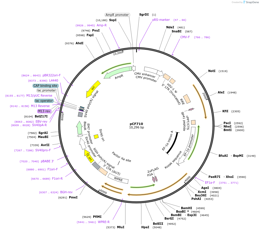 121892-plasmid-map-sequence-id-237472