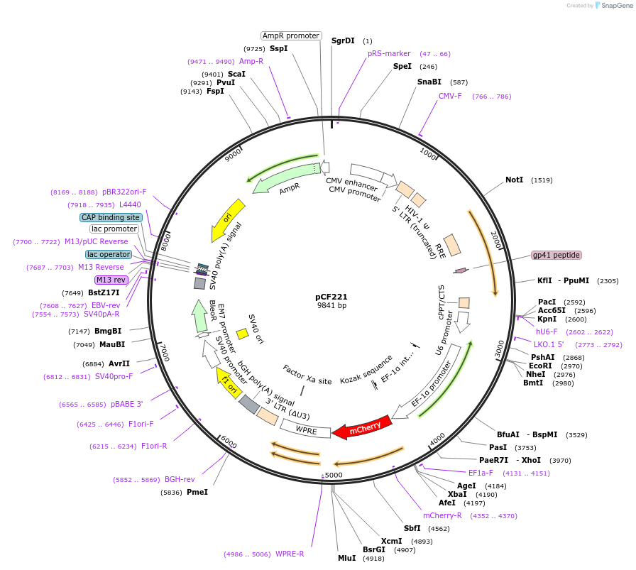 121669-plasmid-map-sequence-id-237475