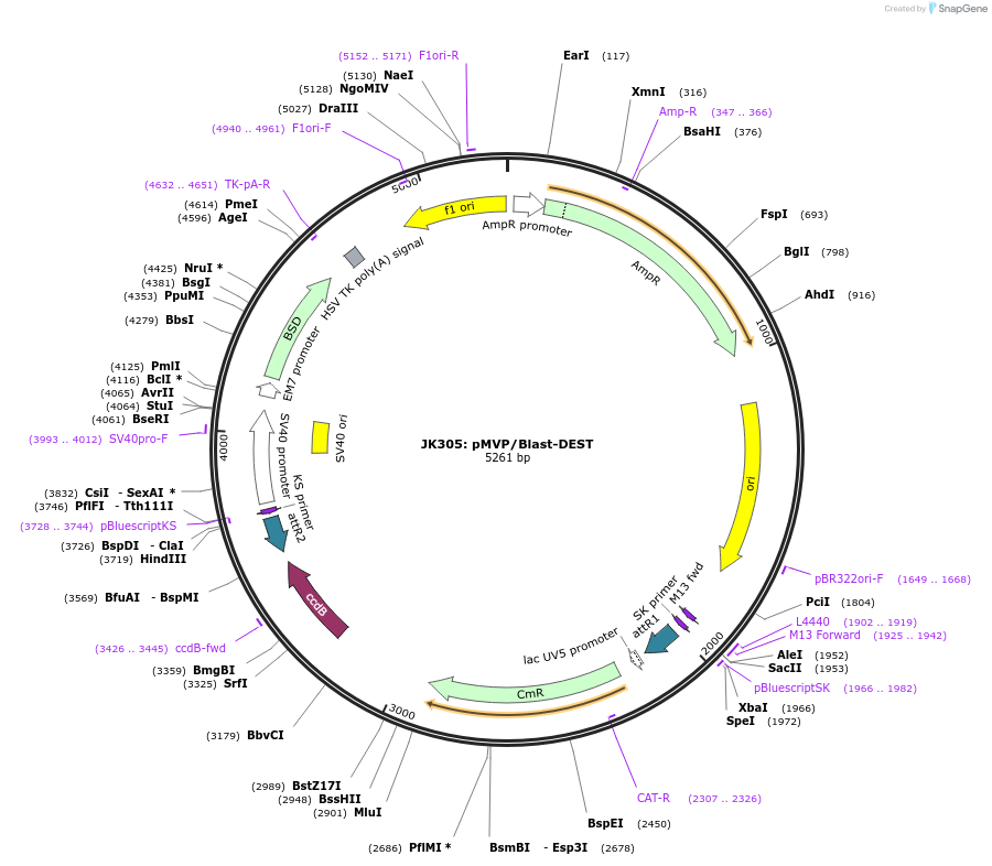 121855-plasmid-map-sequence-id-237477