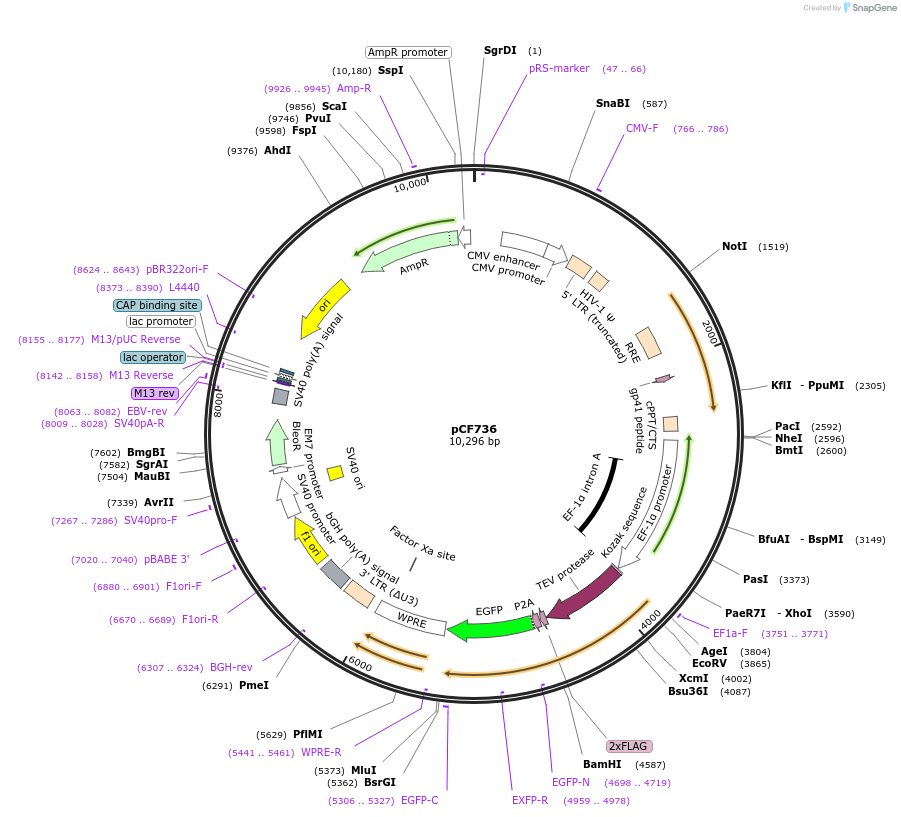 121893-plasmid-map-sequence-id-237479