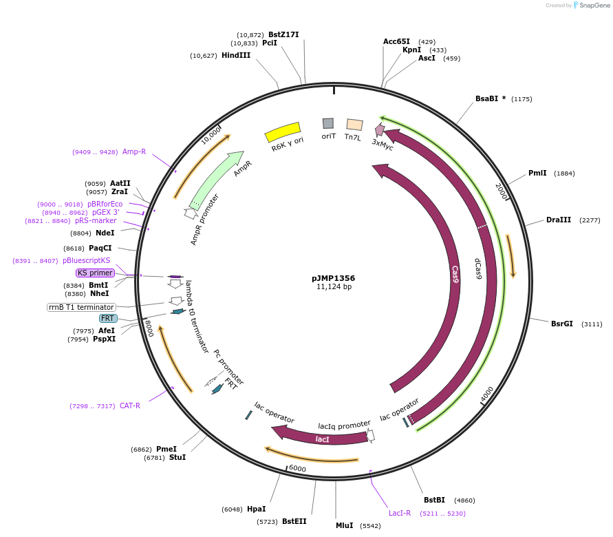 119276-plasmid-map-sequence-id-237482