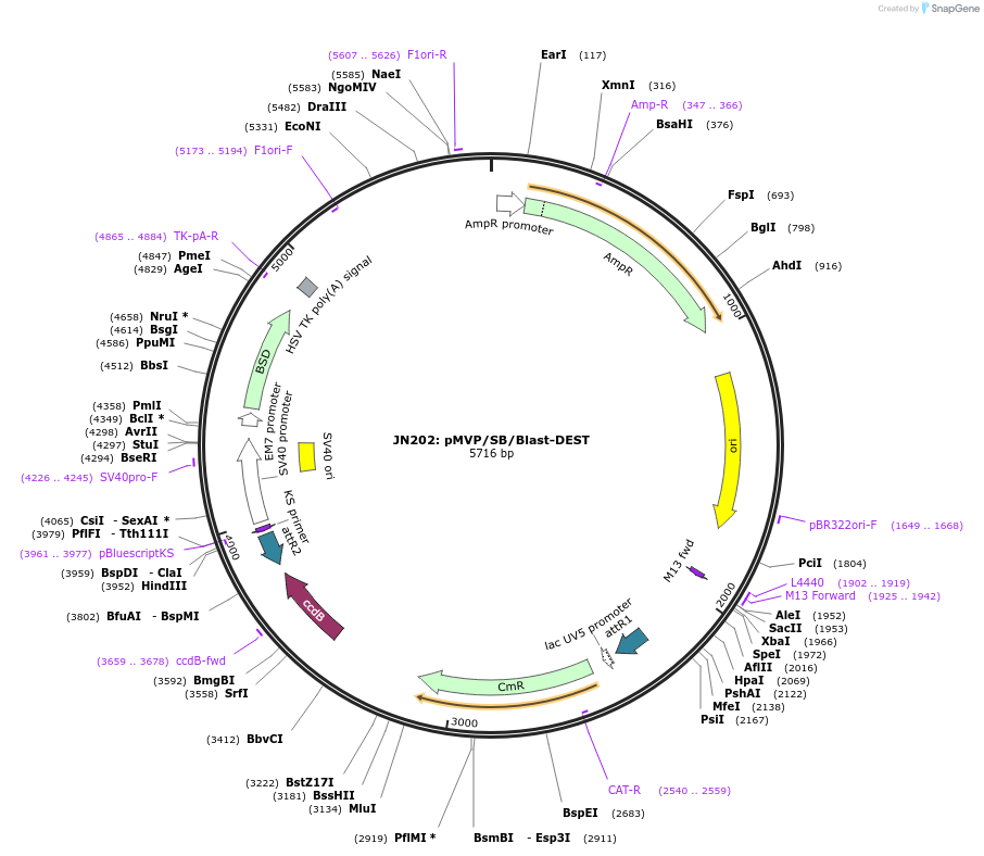 121864-plasmid-map-sequence-id-237491