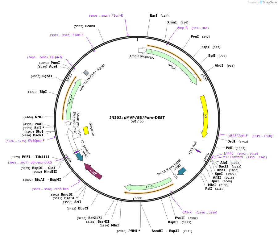 121865-plasmid-map-sequence-id-237492