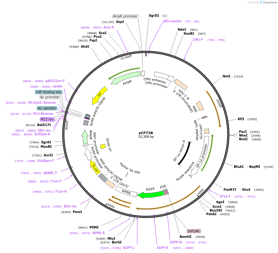 122032-plasmid-map-sequence-id-237500