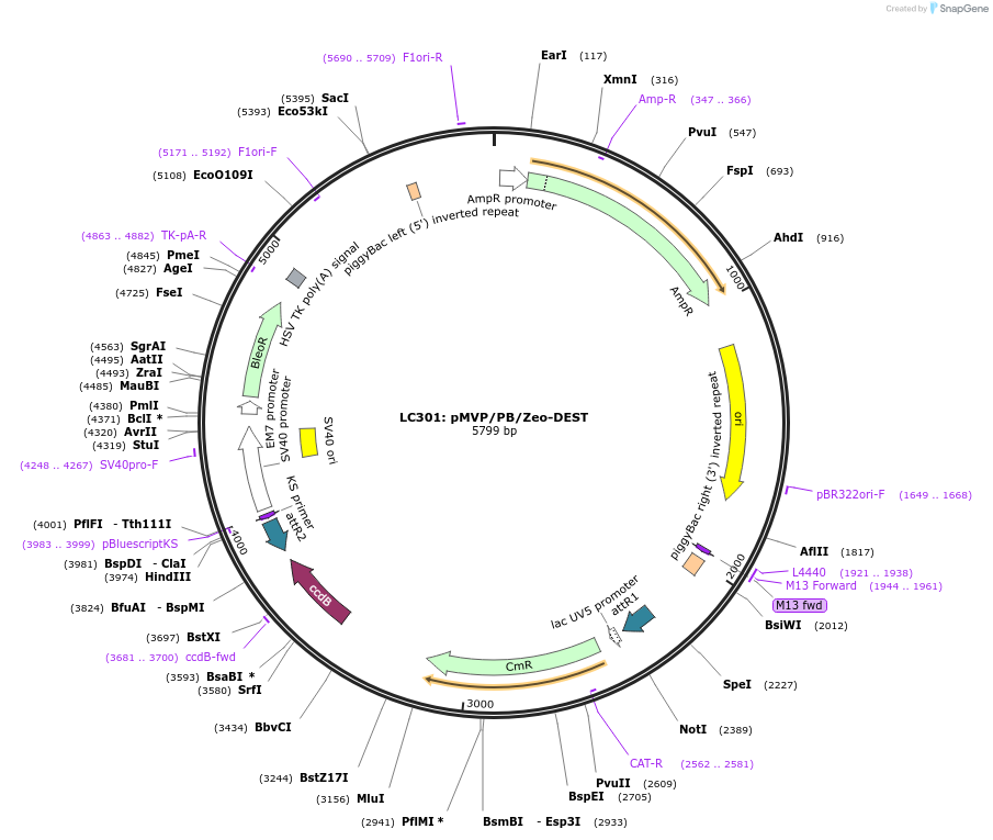 121877-plasmid-map-sequence-id-237501