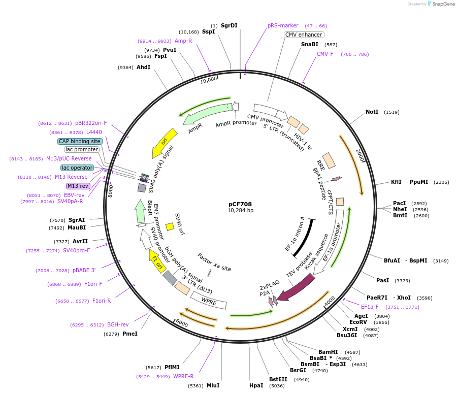 121685-plasmid-map-sequence-id-237504
