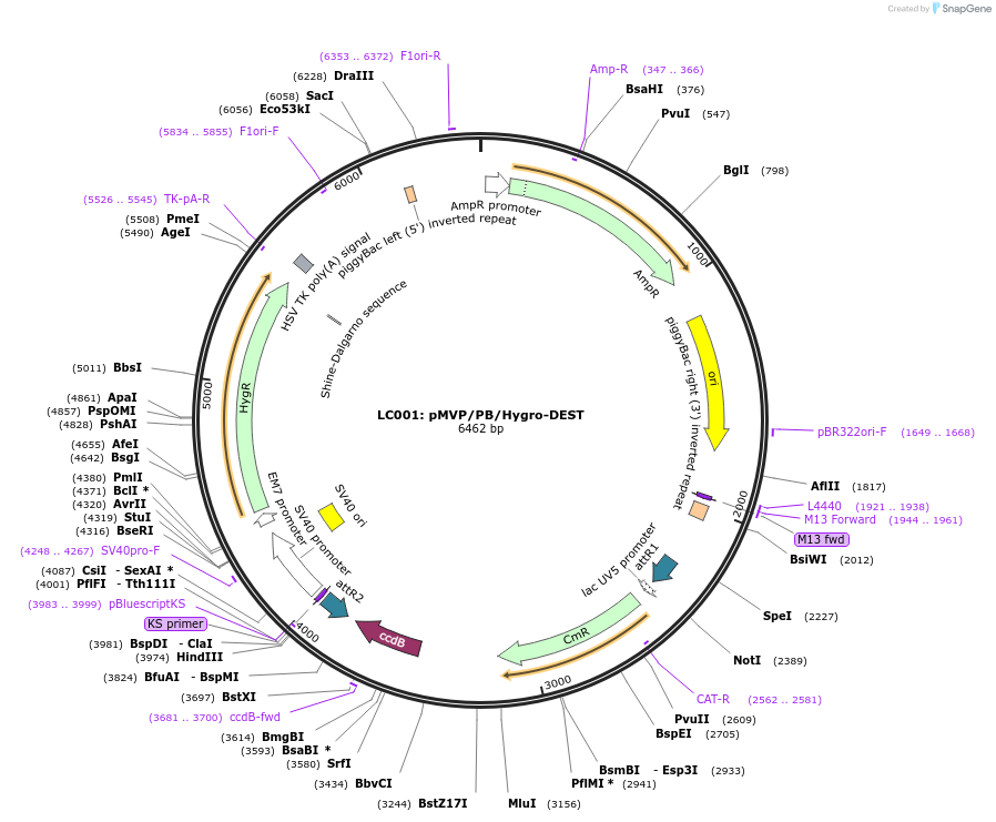 121876-plasmid-map-sequence-id-237505