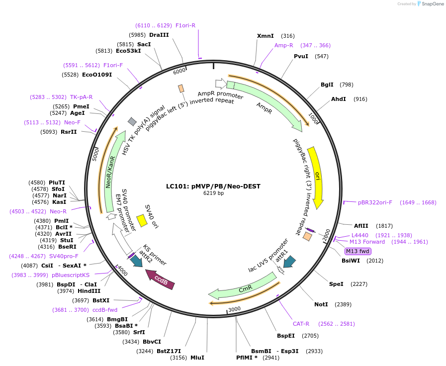 121875-plasmid-map-sequence-id-237508