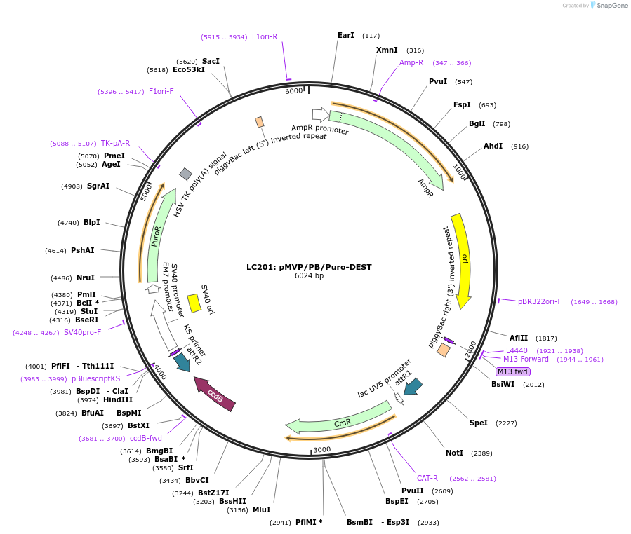 121874-plasmid-map-sequence-id-237510