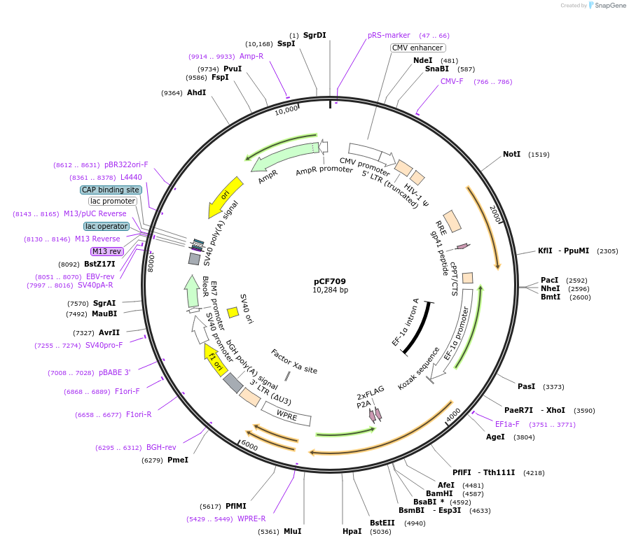 121891-plasmid-map-sequence-id-237511