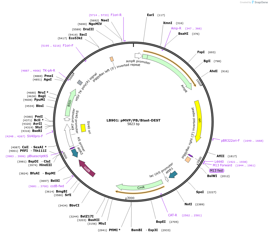 121873-plasmid-map-sequence-id-237512