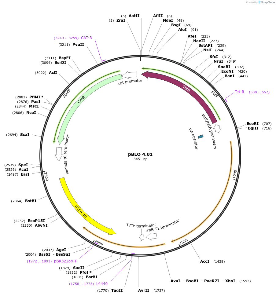 121495-plasmid-map-sequence-id-237513