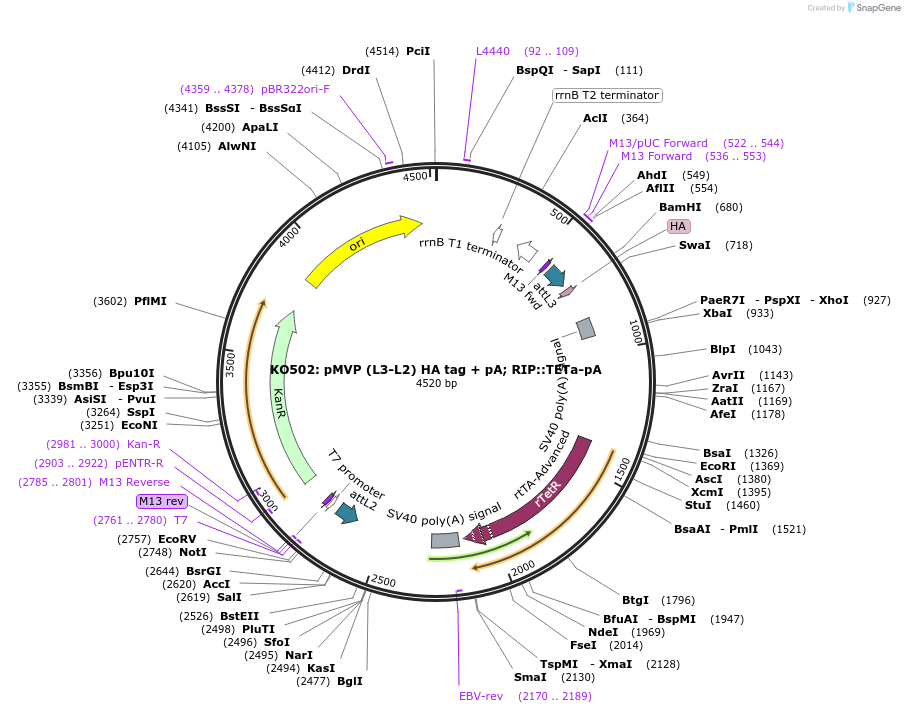 121810-plasmid-map-sequence-id-237514