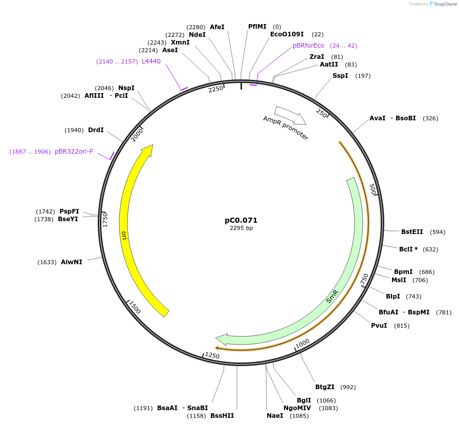 119662-plasmid-map-sequence-id-237516