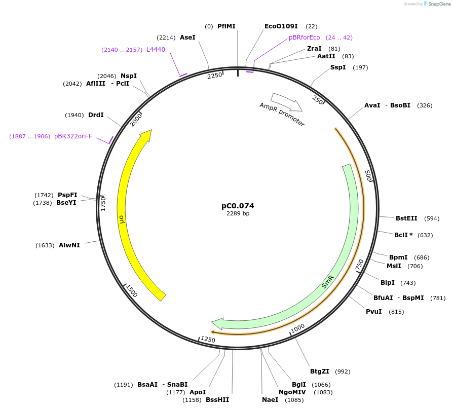 119663-plasmid-map-sequence-id-237517