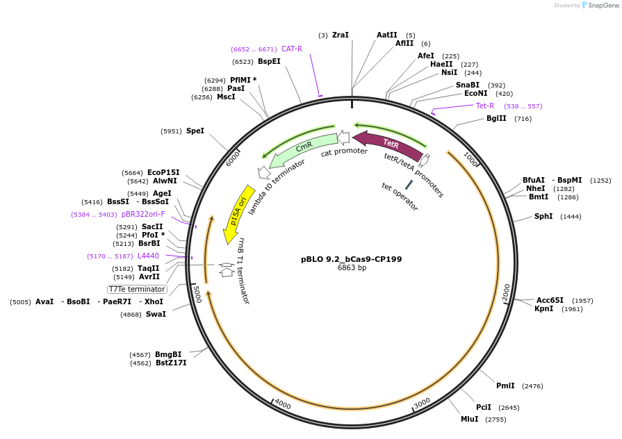121496-plasmid-map-sequence-id-237525