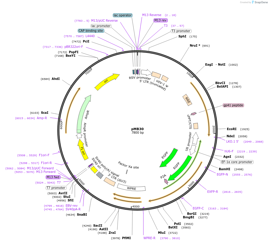 122247-plasmid-map-sequence-id-237527