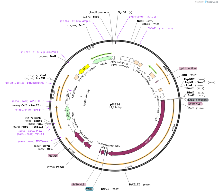 122245-plasmid-map-sequence-id-237538