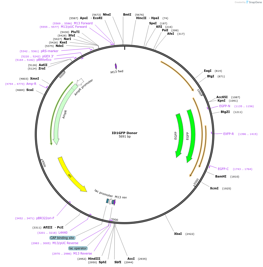 119282-plasmid-map-sequence-id-237544