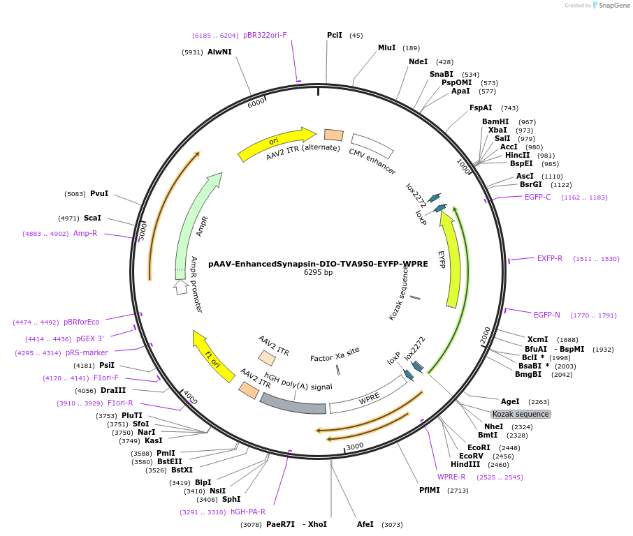 120269-plasmid-map-sequence-id-237547
