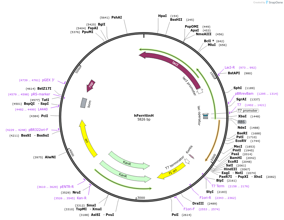 122652-plasmid-map-sequence-id-237549