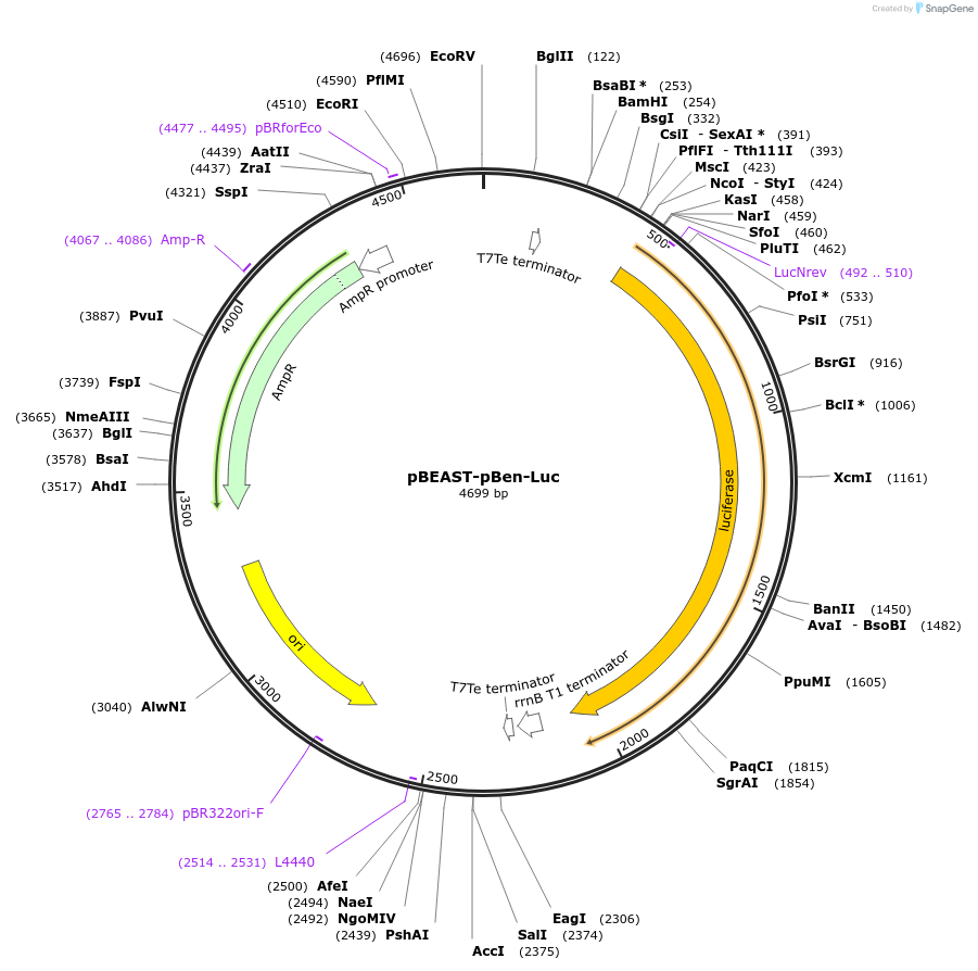 122694-plasmid-map-sequence-id-237550