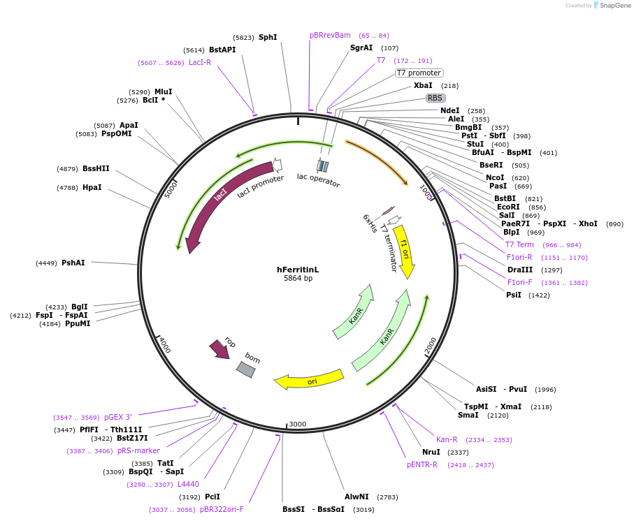 122653-plasmid-map-sequence-id-237551