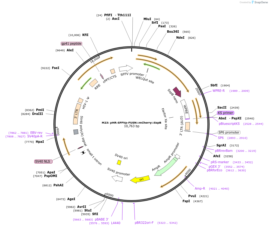 122148-plasmid-map-sequence-id-237562