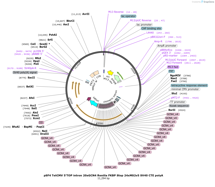 119946-plasmid-map-sequence-id-237566
