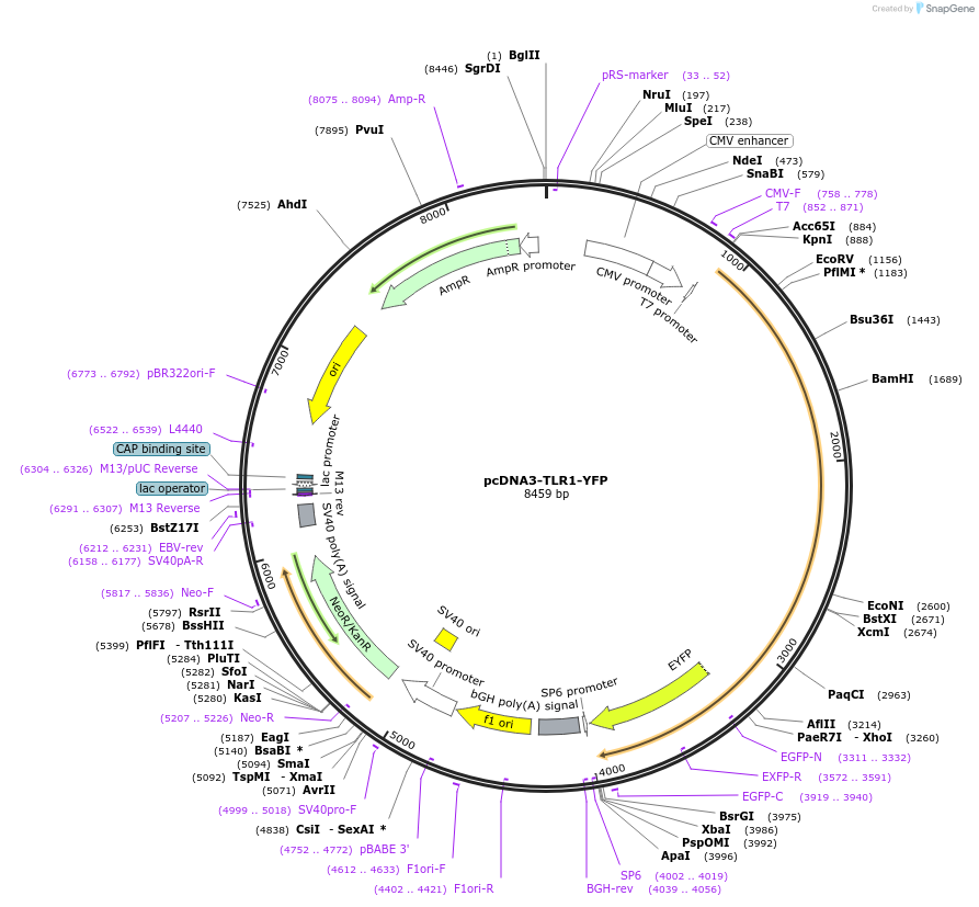 13014-plasmid-map-sequence-id-237573