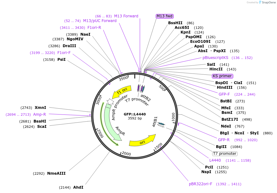 11335-plasmid-map-sequence-id-237574