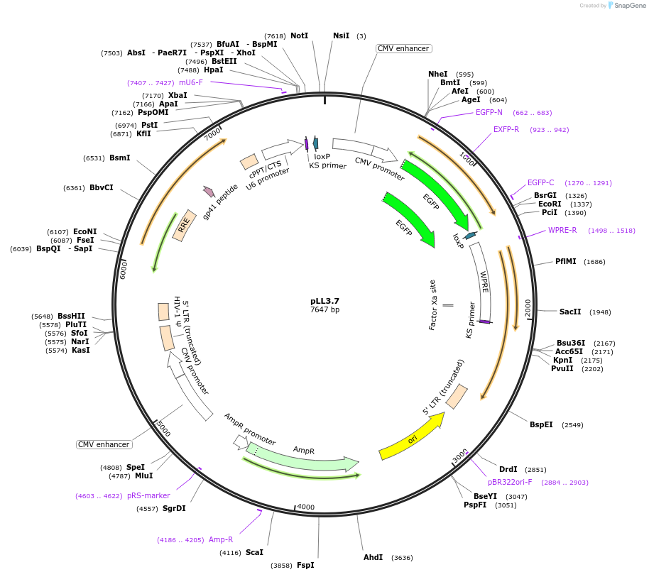11795-plasmid-map-sequence-id-237575