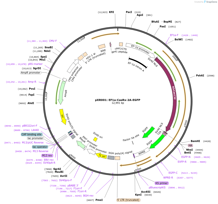109049-plasmid-map-sequence-id-237577
