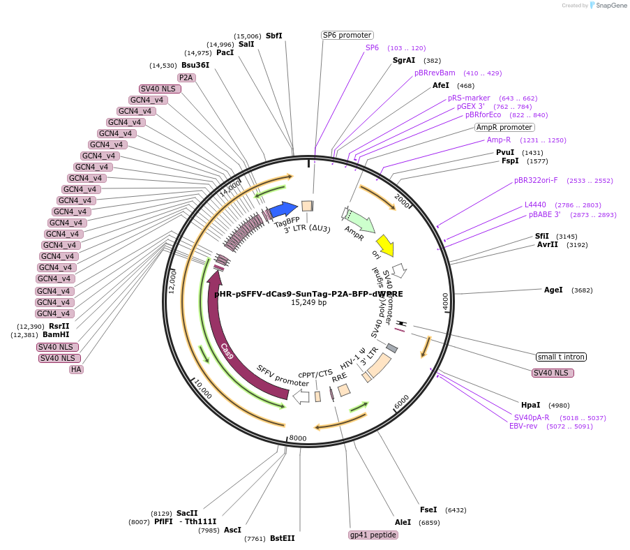 122151-plasmid-map-sequence-id-237578