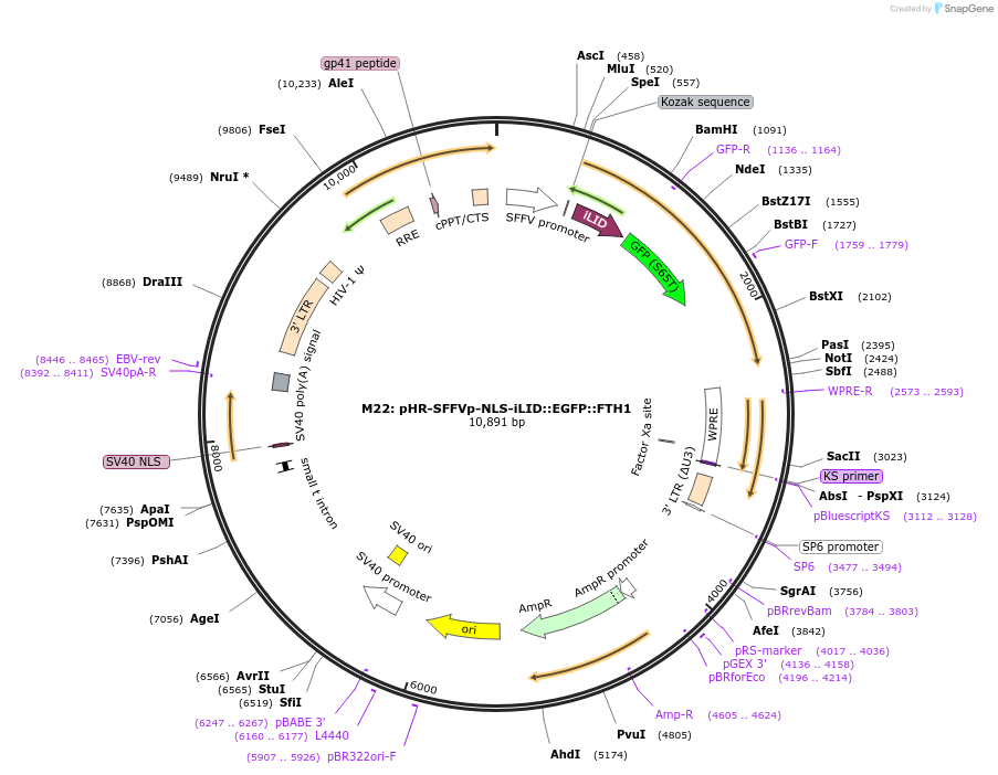 122147-plasmid-map-sequence-id-237581
