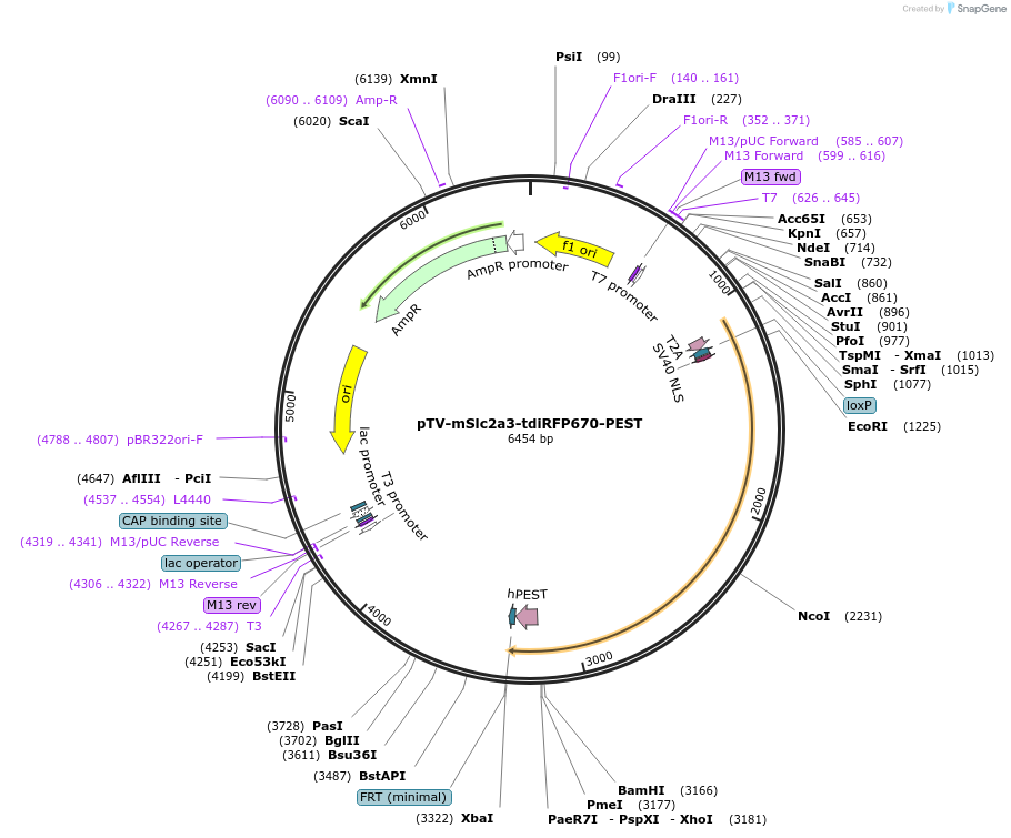 122348-plasmid-map-sequence-id-237584
