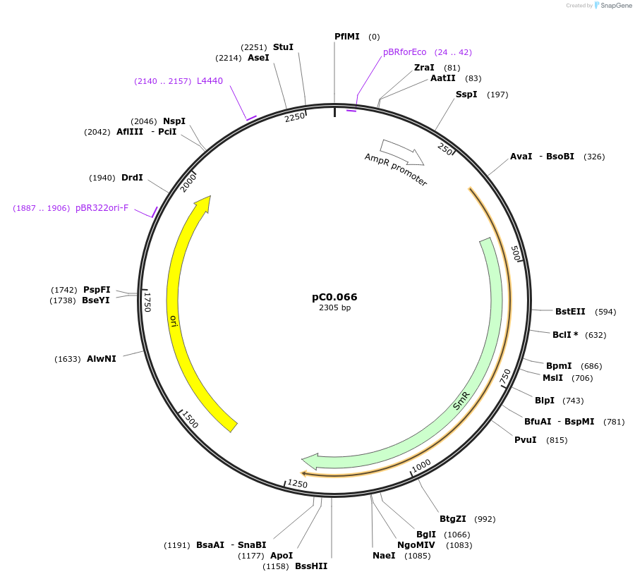 119666-plasmid-map-sequence-id-237586