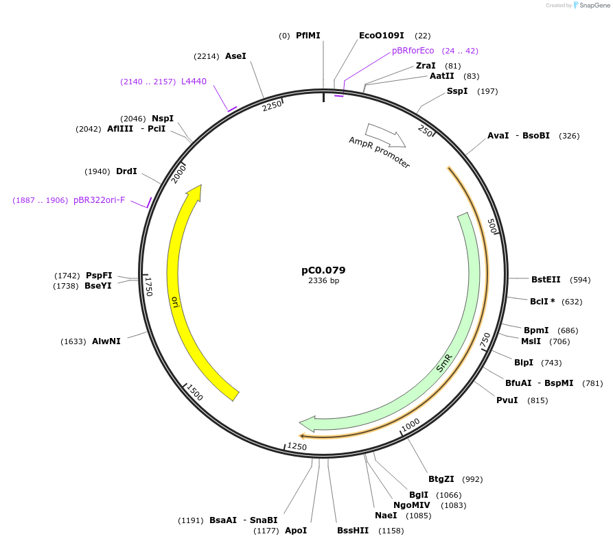 119667-plasmid-map-sequence-id-237588