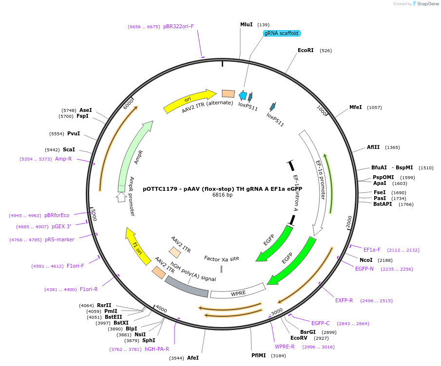 113158-plasmid-map-sequence-id-237596
